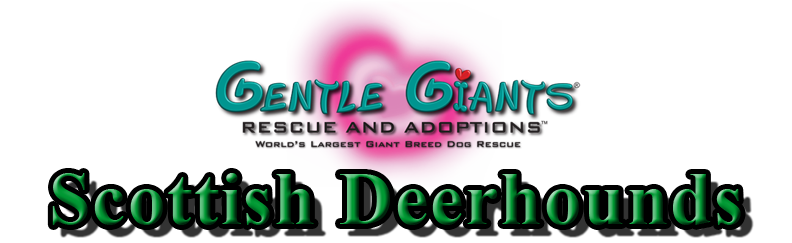 Greyhounds at Gentle Giants Rescue and Adoptions